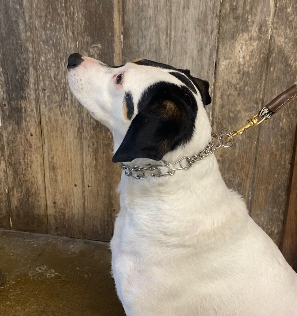 The Training Collar Dog Training Collar with Tender Link Technology