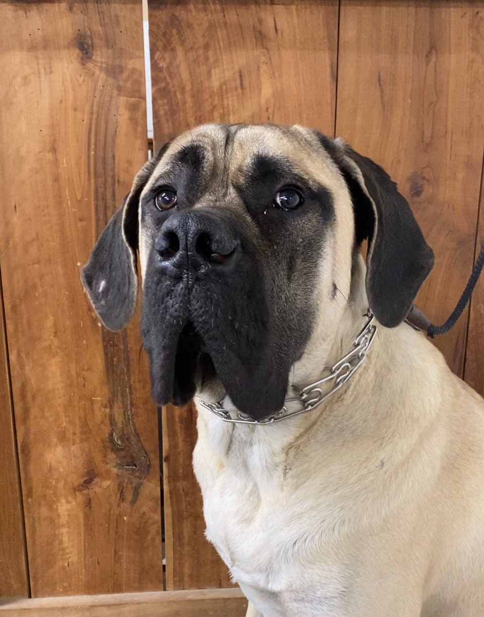 Collar shops for english mastiff