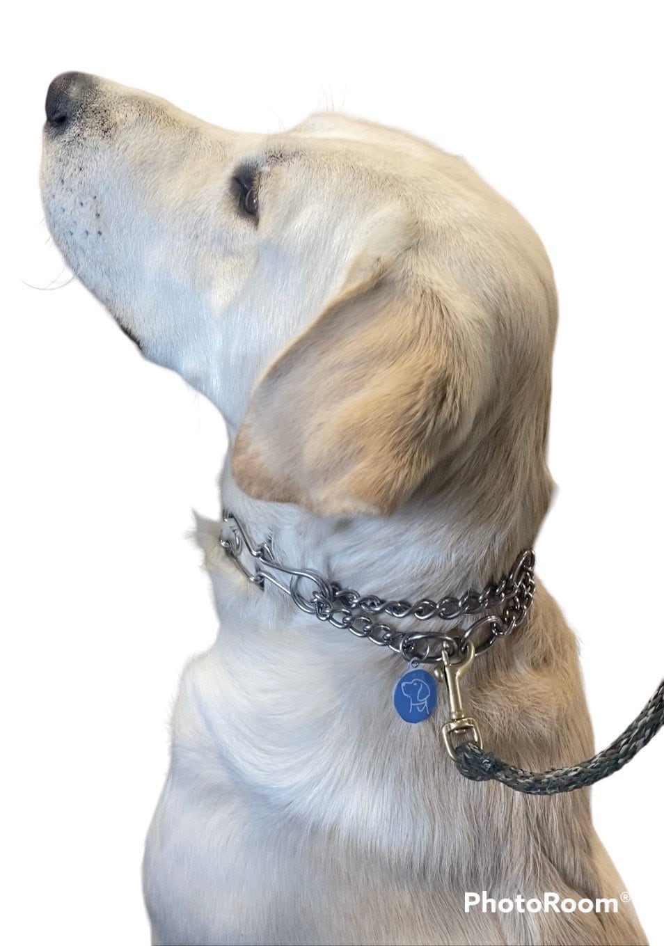 #1 Dog Training Collar for All Dog Breeds